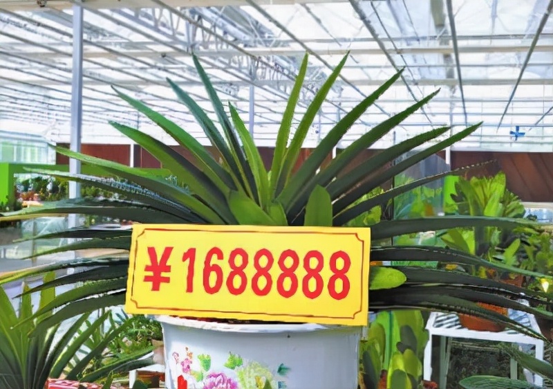 家里光照不足建议养这10种耐阴花,阴暗无光角落适合养什么花