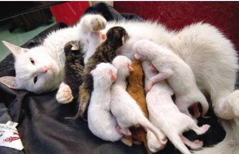 家猫怀孕的要怎么照顾,家有孕猫和其它猫咪怎么相处