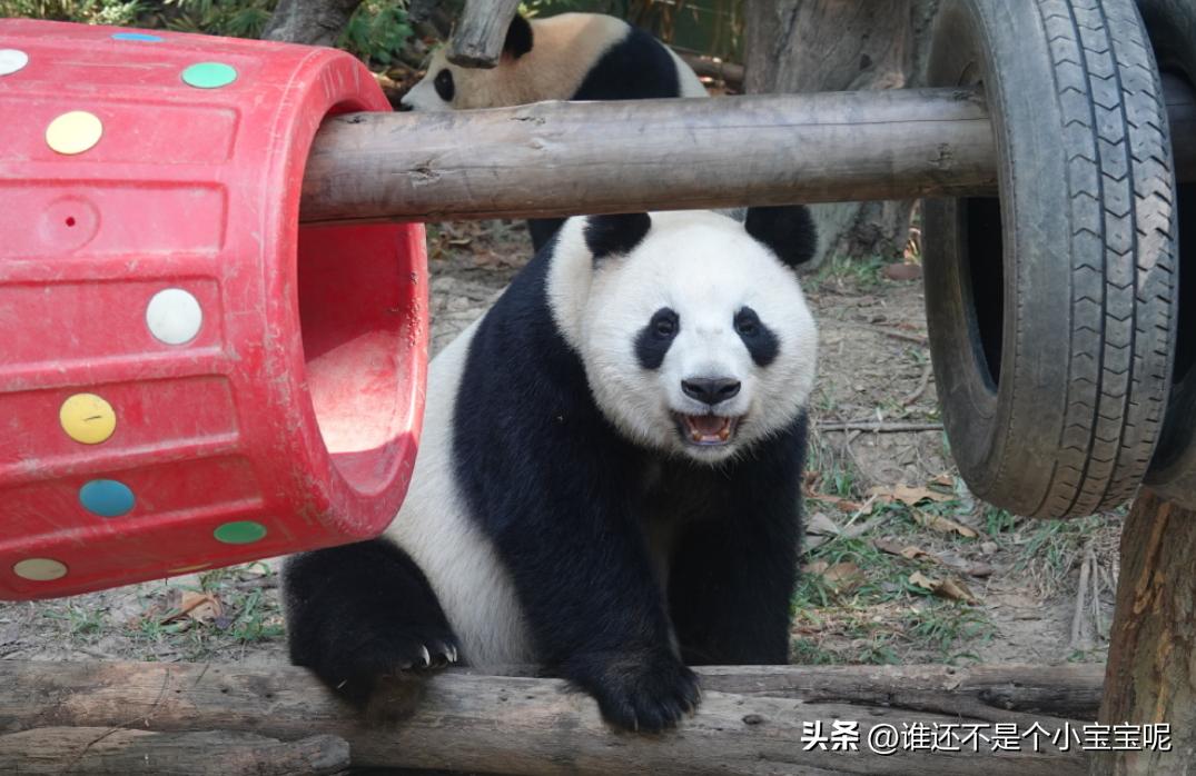 梅清大熊猫小时候去长隆视频,大熊猫梅清短腿