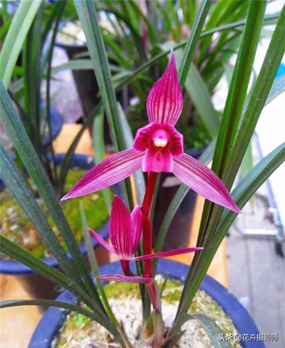 经典永流传！它是国兰“第一红”，珍贵又稀少，懂兰人视它为珍宝