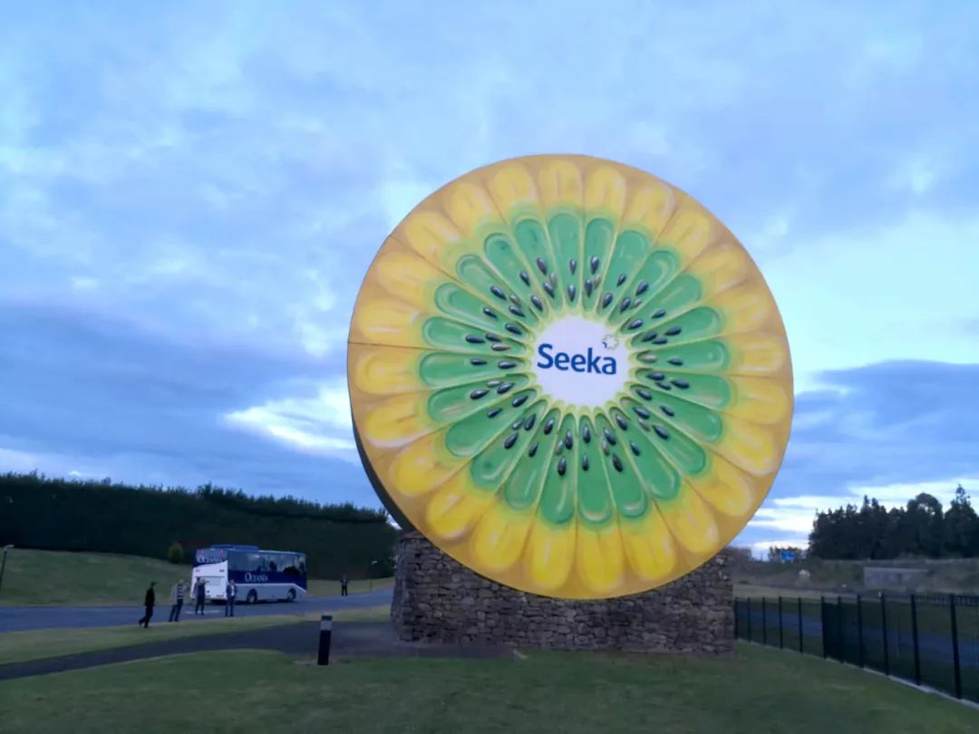 中国猕猴桃为啥比不上新西兰,新西兰猕猴桃从哪里引进