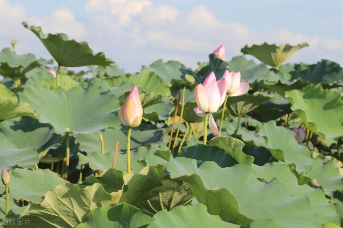 从广州佛山出发的旅游攻略,广州鹤山市旅游