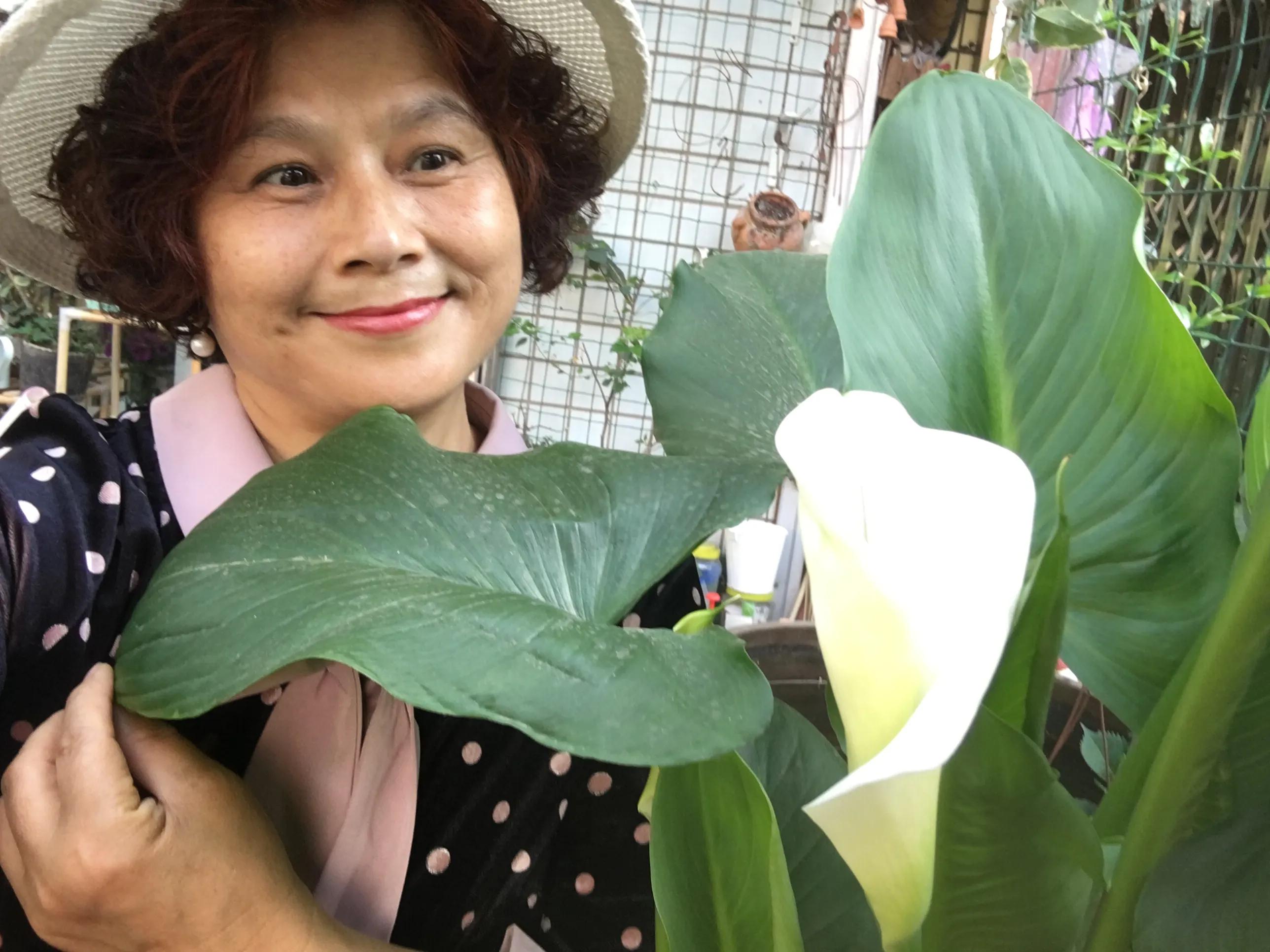 白马蹄莲跟彩色马蹄莲哪个品种好,洁白的马蹄莲图片