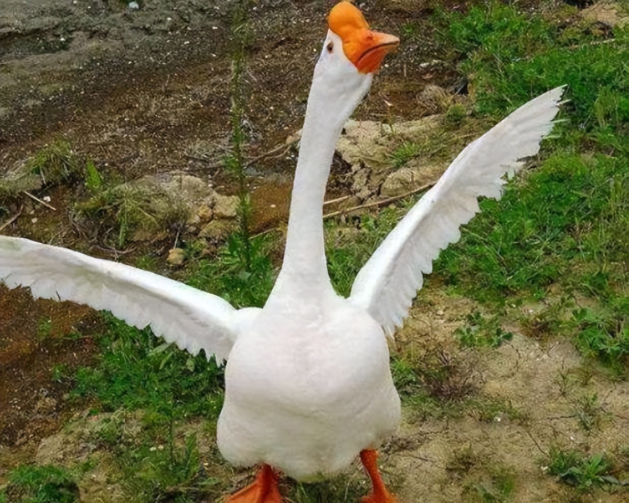 女子家里发现一条巨蛇怎么处理,马桶里进蛇吓坏居民