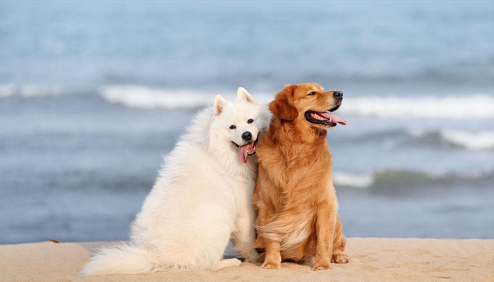 为什么狗狗“交配”的时候，不能轻易打断？