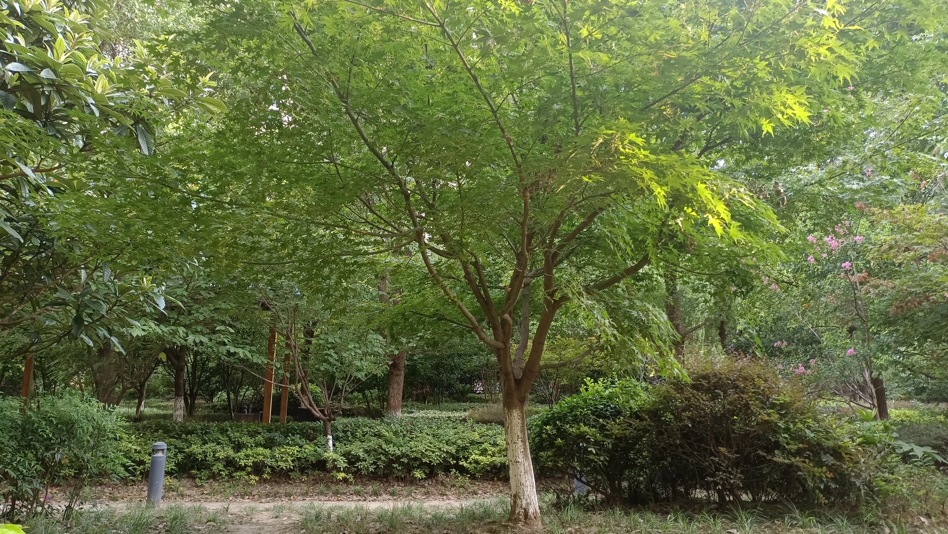 桂枝10克和白芍10克搭配的作用,桂枝防风白芍辛夷花菊花功效