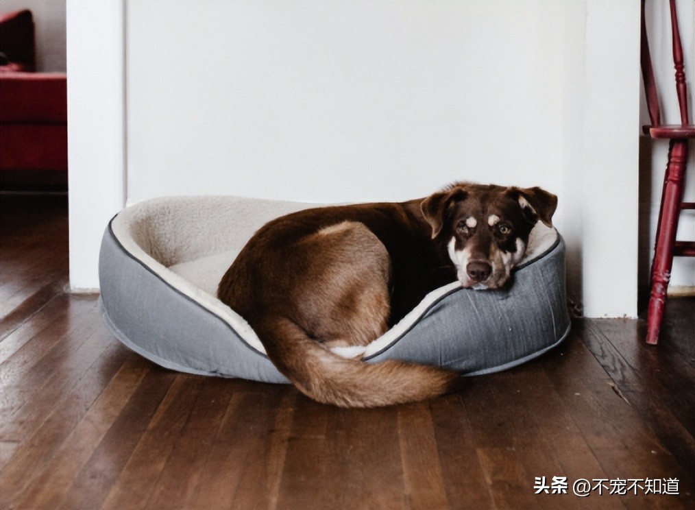 狗狗低烧会流眼屎吗,狗狗发低烧怎么办