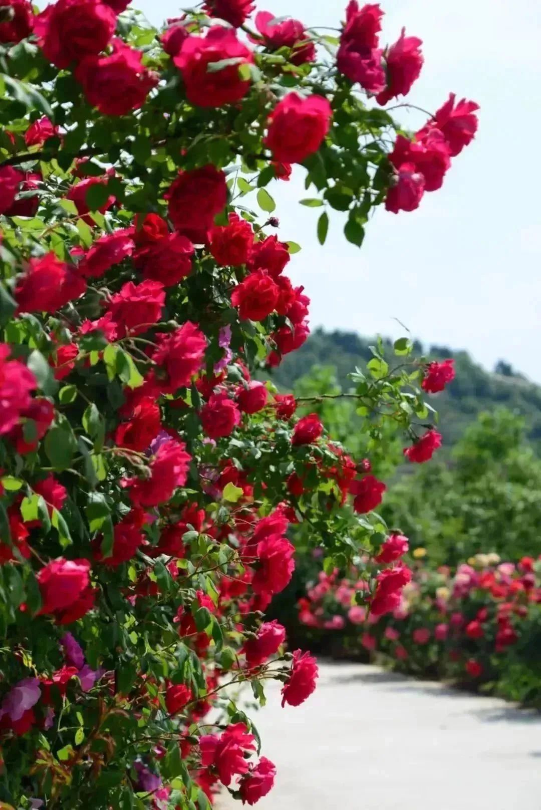 月季花开娇艳无比,月季花开得正烂漫