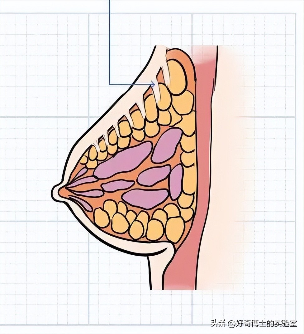 这些胸部小知识，建议男生都替女朋友看看
