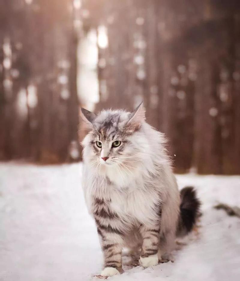 什么猫咪最好养而且不怎么生病,什么猫咪好养不容易生病