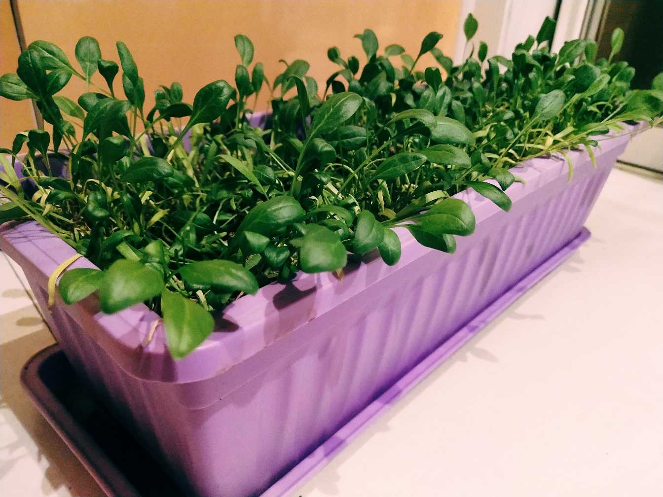 阳台种菜可以多茬采收,在阳台种菜最快采收的五种蔬菜