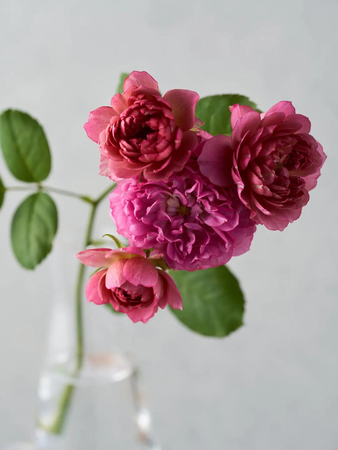 日本葵月季耐阴吗,葵是日月系列月季吗