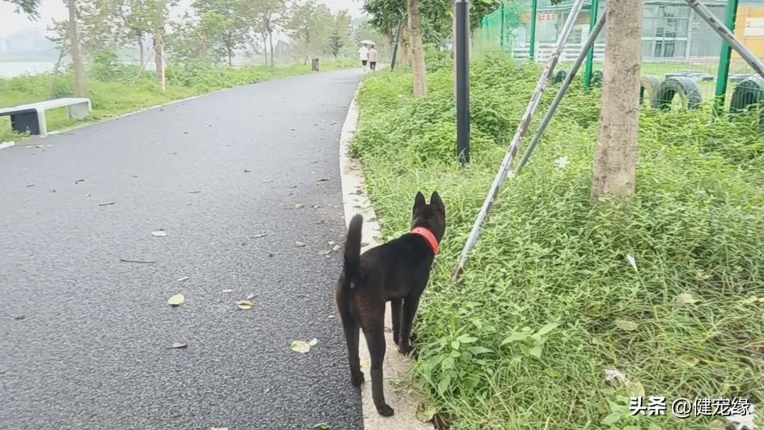 狗不能喂得太饱经典语录,狗不能喂得太饱是什么意思