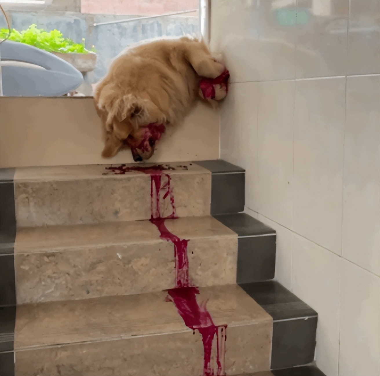 这是一只很有灵性的金毛,这只金毛的笑容已经完美抢镜