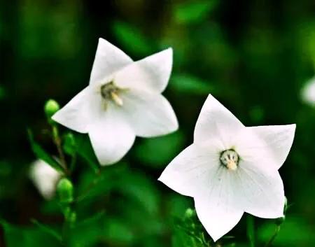 原创花卉作品·桔梗花·花中处士，不慕繁华。已然成为园林新宠。