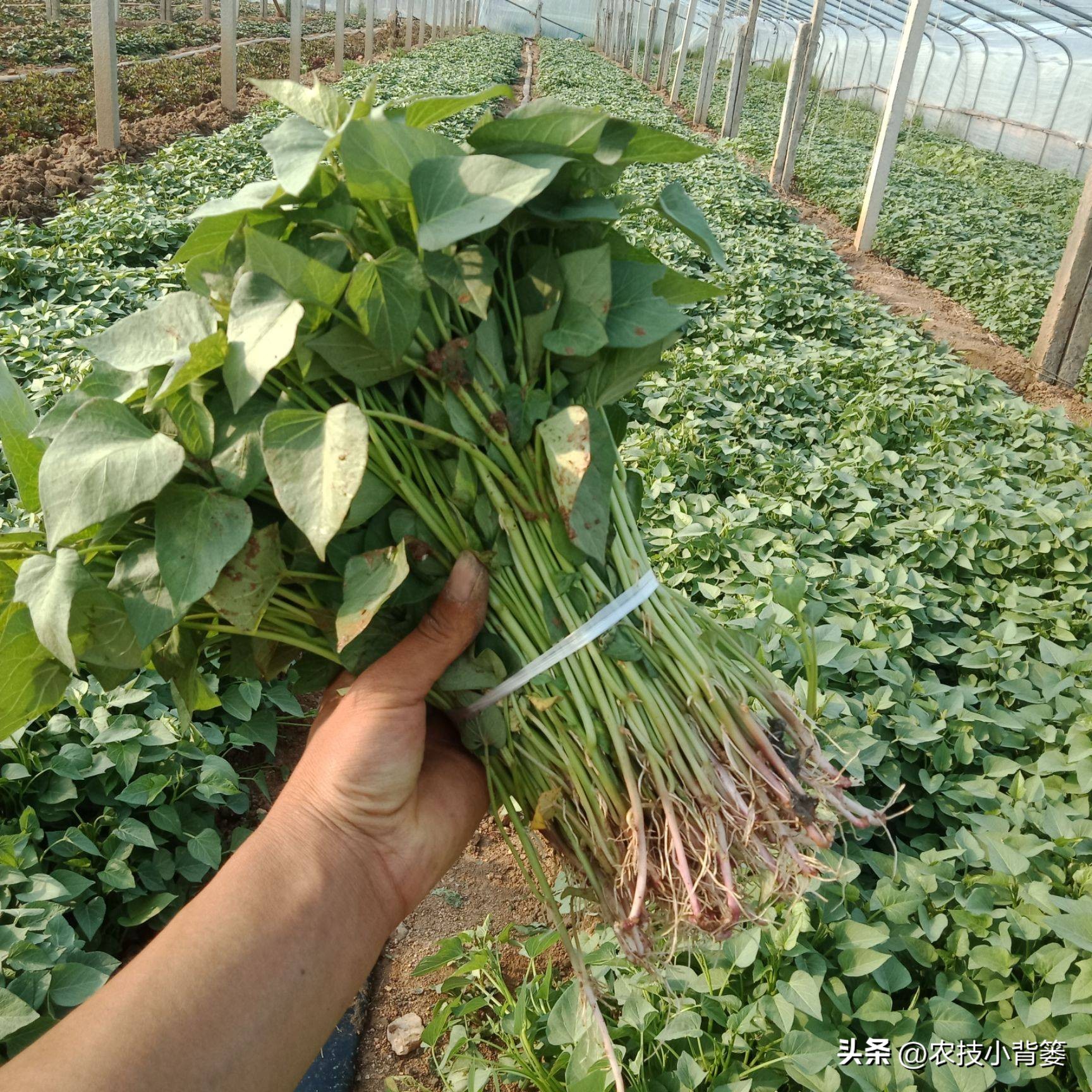 红薯栽培是斜插好还是平栽产量高,红薯藤育苗视频