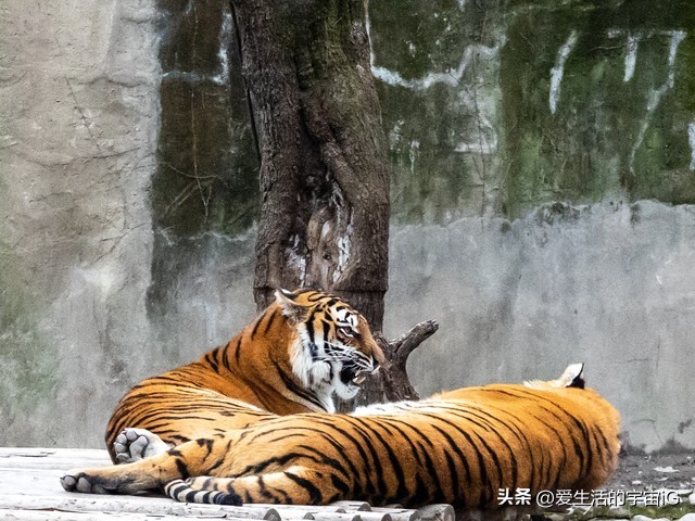 “躺平：时下最流行的‘运动’？”