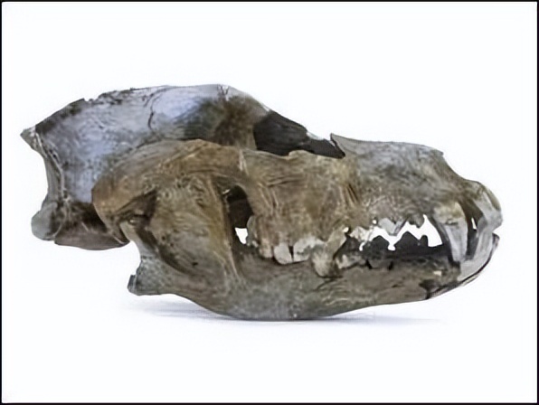 狗是从汪星人进化而来的吗,汪星人与狗狗的区别