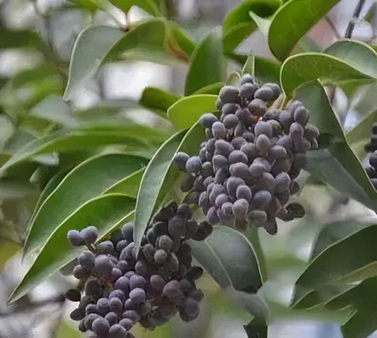 肝肾阴虚盗汗最好的药,午后潮热怎么回事肝肾阴虚