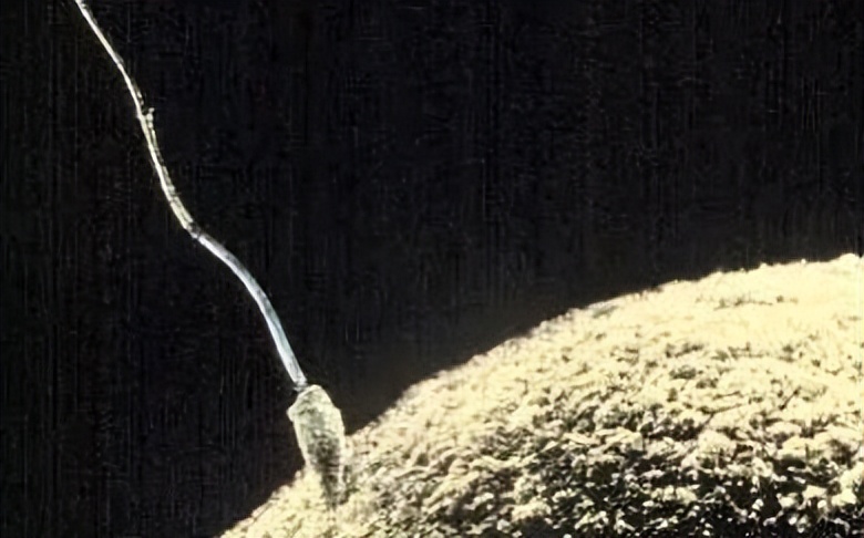 跑得最快、最阳刚的精子才能和卵子结合？不！只是运气爆棚而已