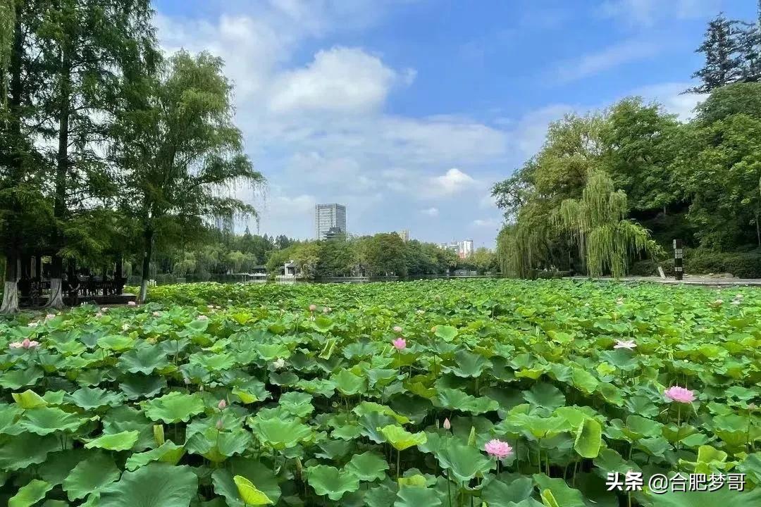 合肥市区老房子值得买吗,合肥市区老房子还有价值吗