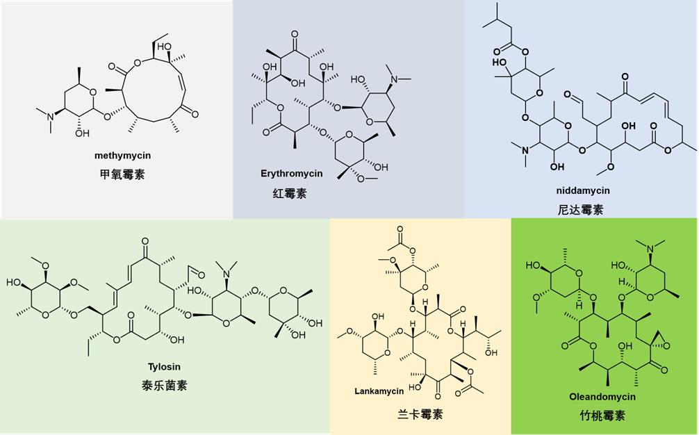 大环内酯（Macrolides）类抗生素药物综述