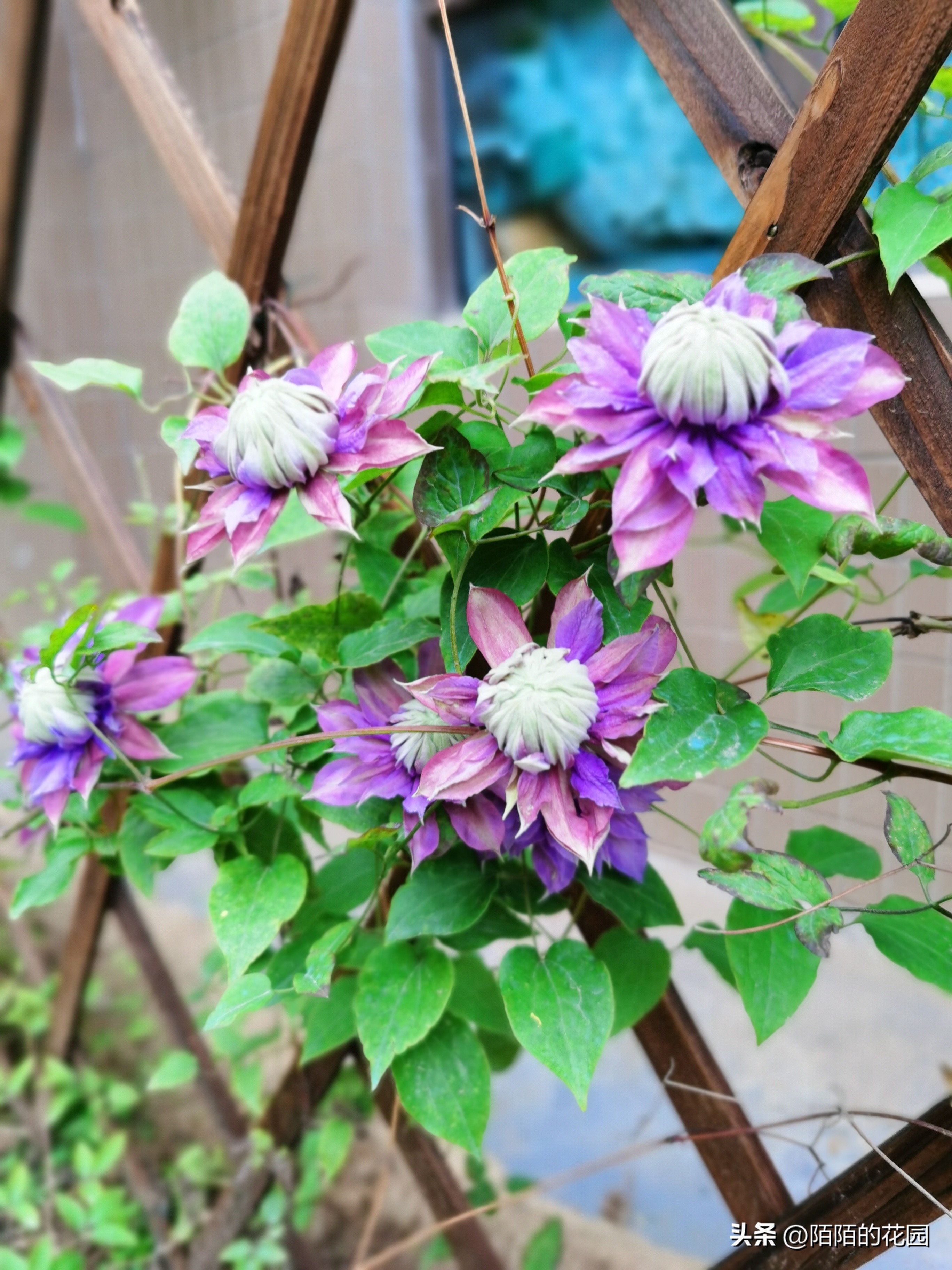 春节开花的庭院花卉,适合四季开花的庭院花卉