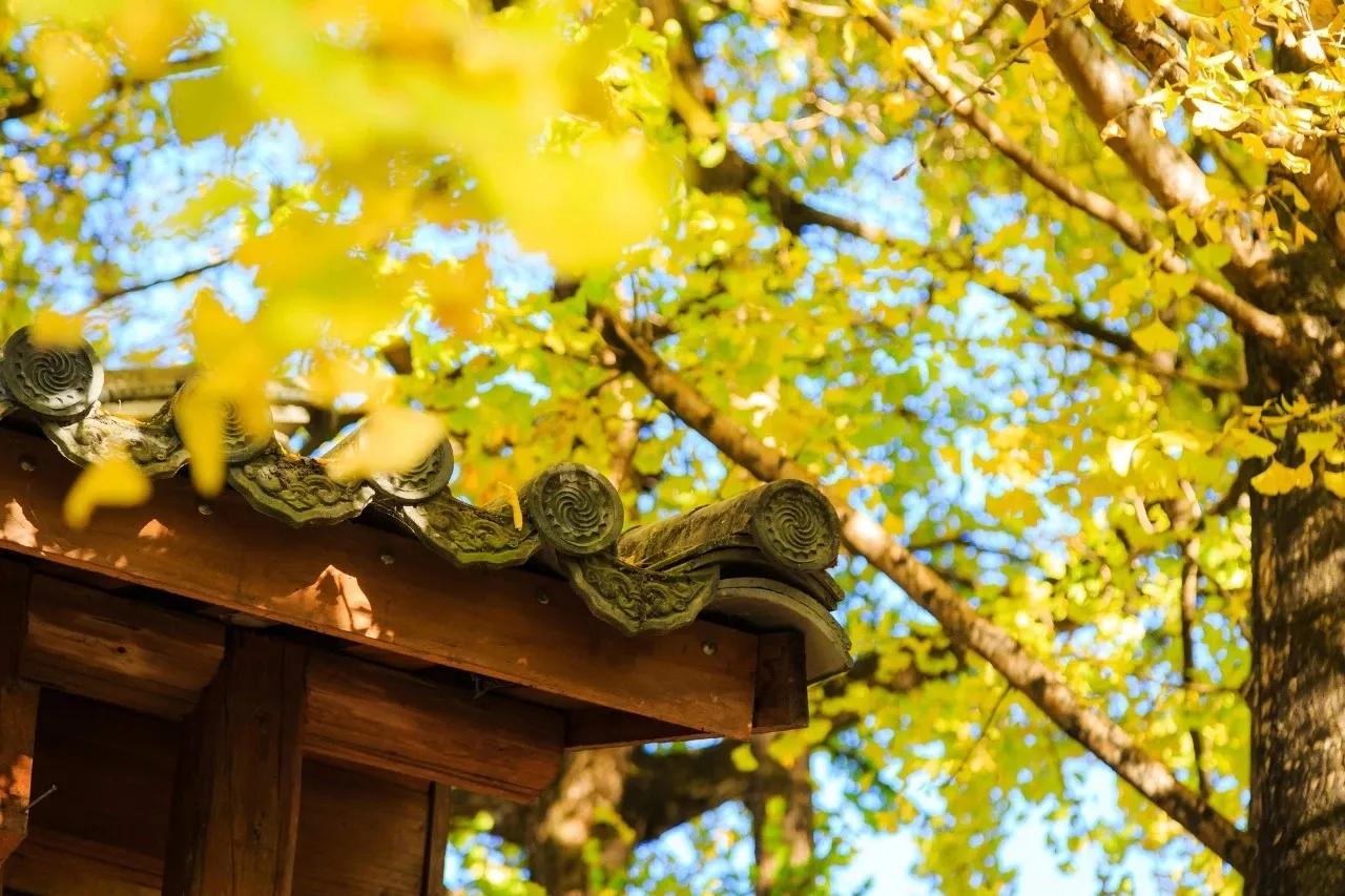 描写秋天的诗句大全100句,欣赏秋天的诗句大全