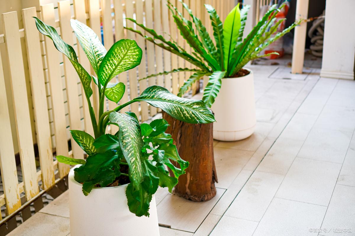 冬季阳台花卉养殖方法和技巧,简单阳台种菜自动浇水可行吗