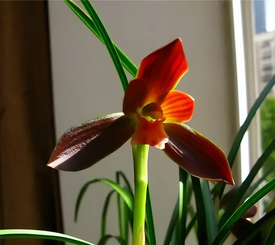 此兰花“红得发紫”，是兰花界的通用粮票，花色独特，曾屡获金奖