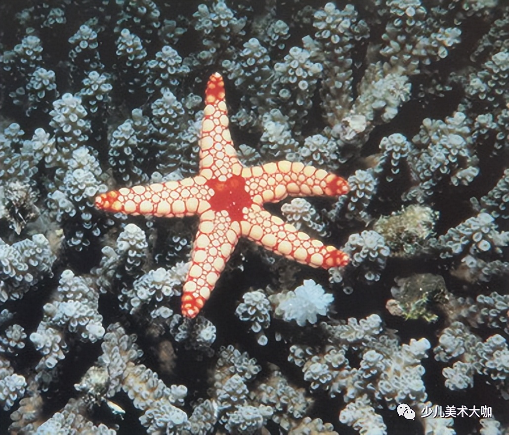 深海鱼群创意美术粘贴画,深海里的鱼群美术教案