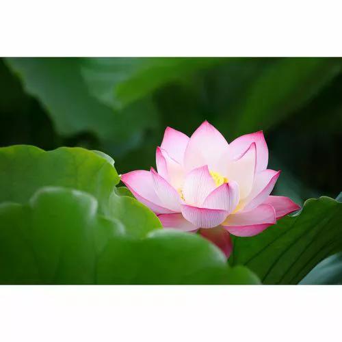 古诗文积累爱莲说,古诗欣赏爱莲说名句