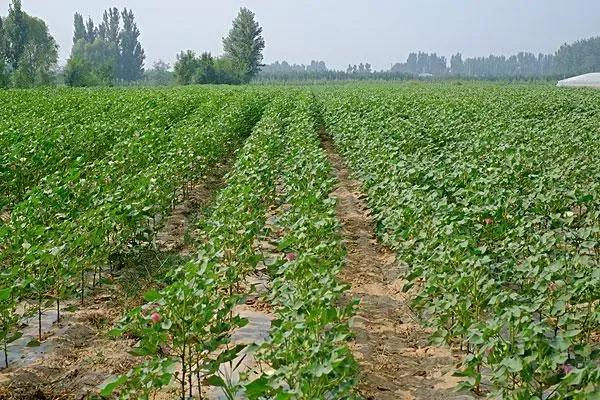 白亮亮的棉花，三原不种了（四）棉花收购