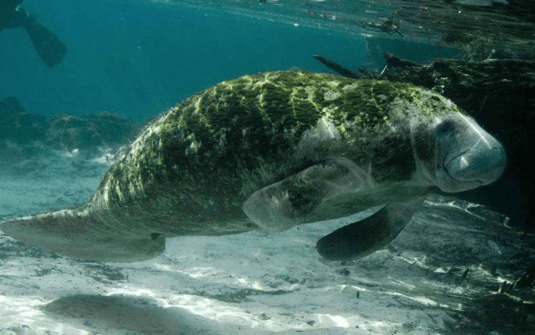 广西渔民误捕棘皮海星,广西渔民误捕鲛人图案