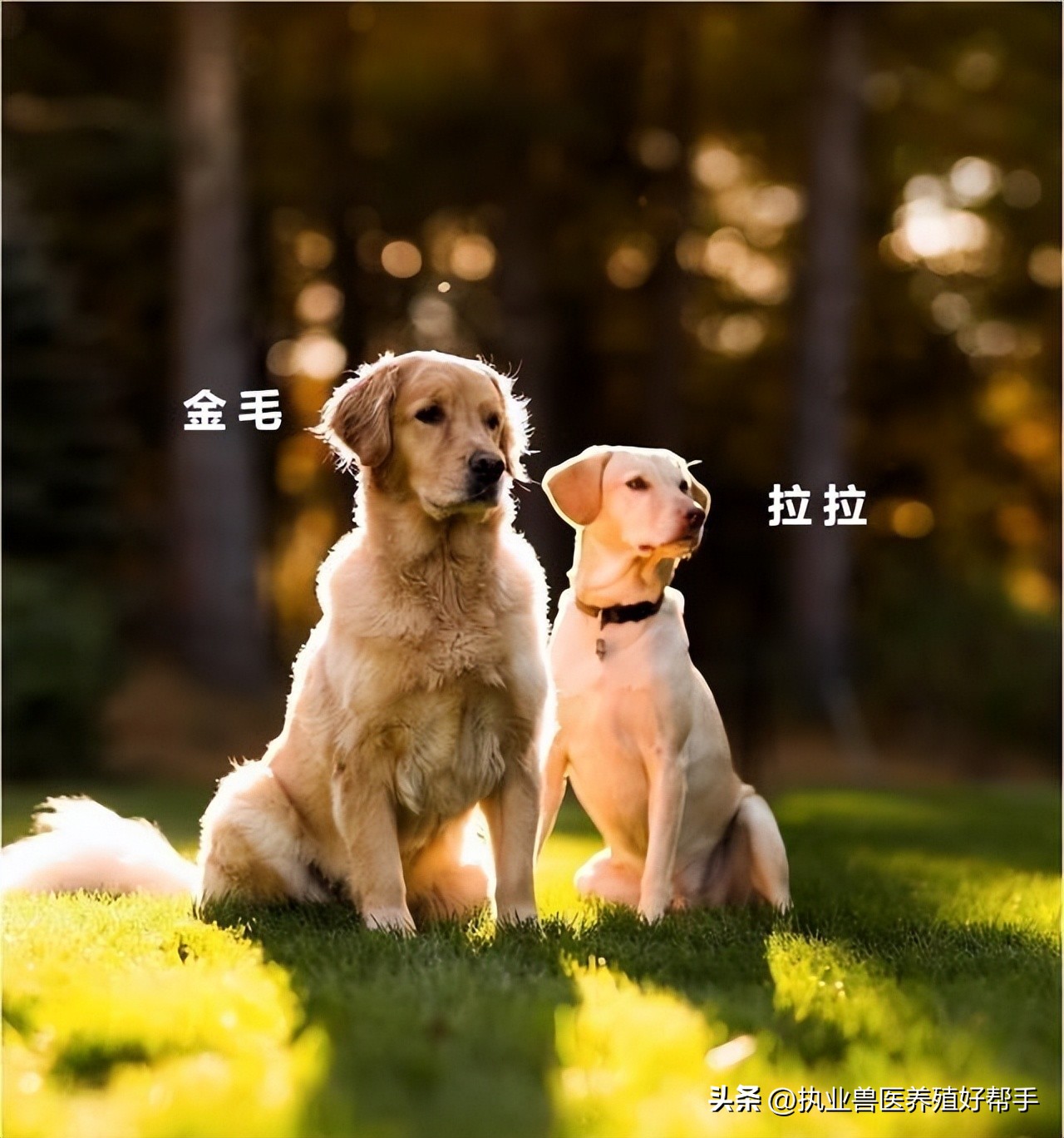 狗狗害怕洗澡怎么办？怎么让狗狗习惯洗澡