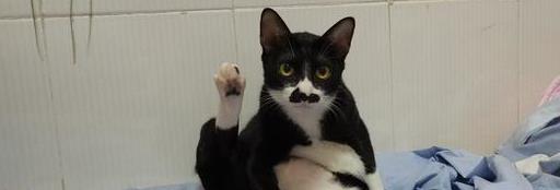 猫咪生病怎么办才能治好,猫咪生病怎么办最好的方法