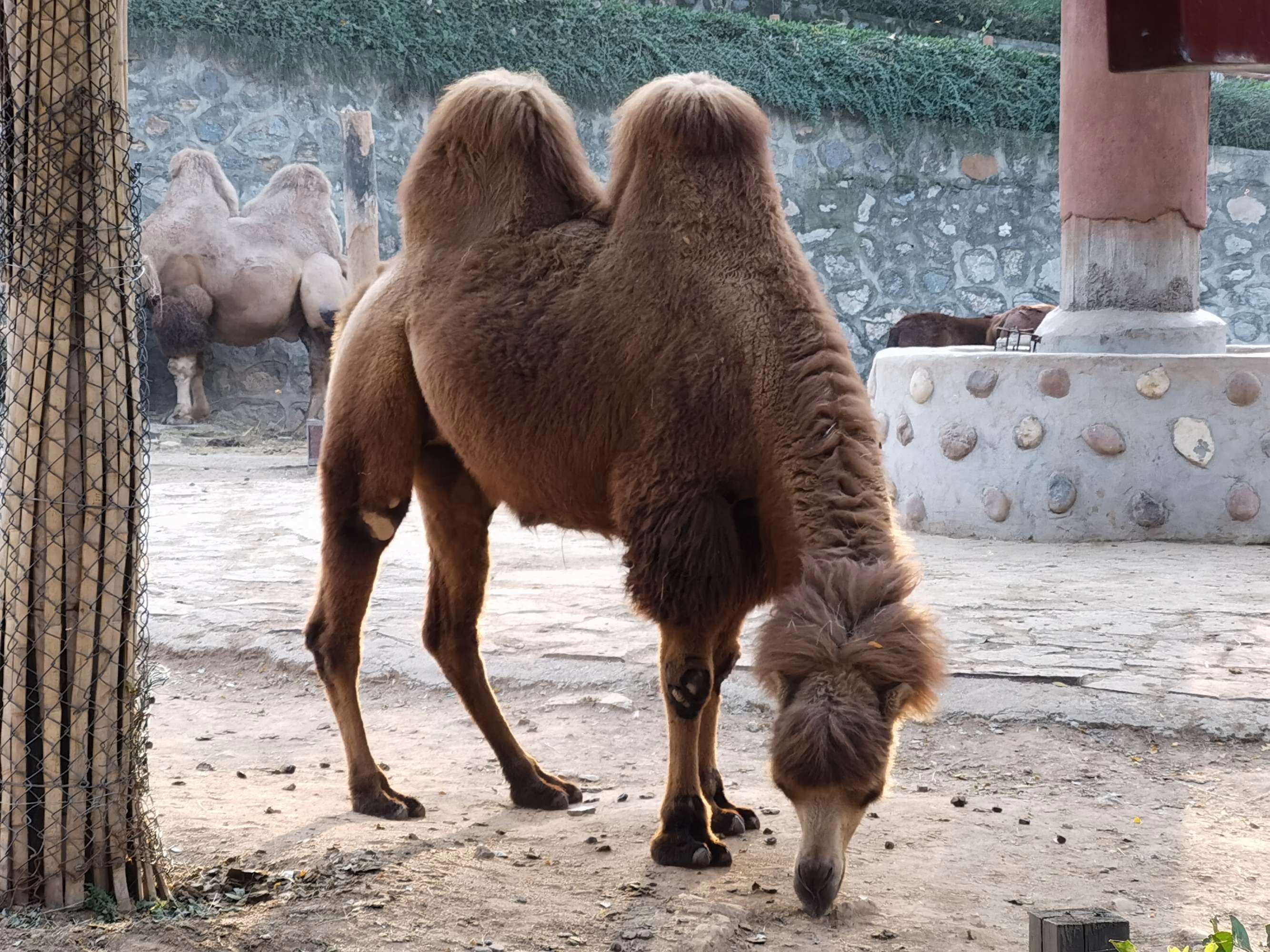 野生双峰骆驼和家养骆驼有何区别,野骆驼和骆驼是一个物种吗