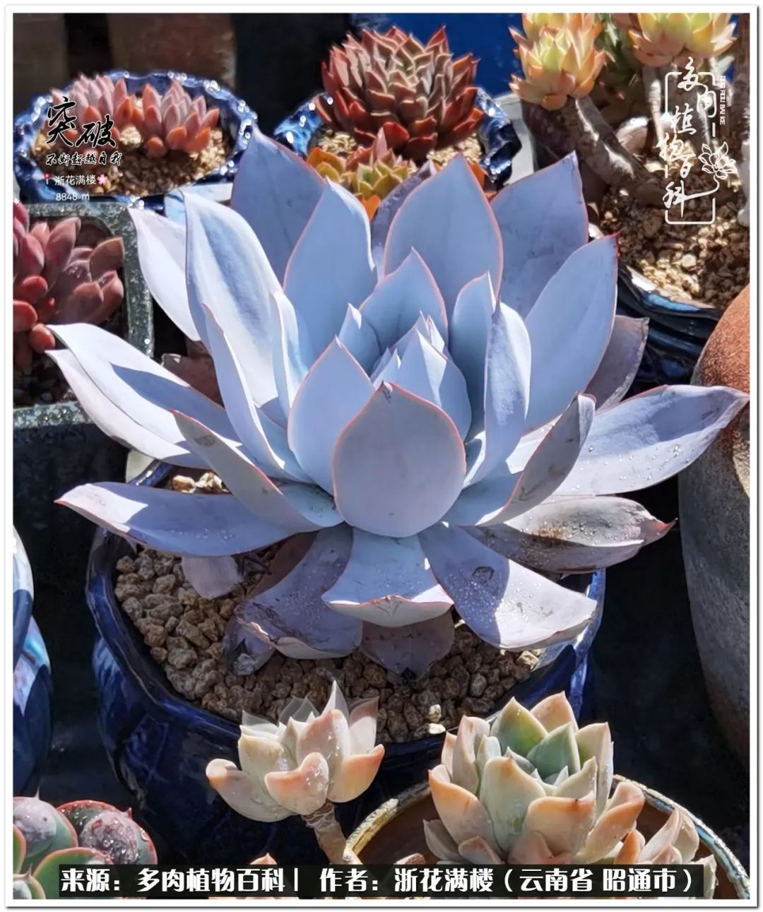 奔跑吧跑步,奔跑吧多肉盆栽