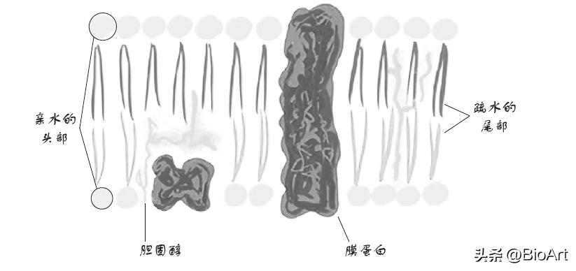 脑漏的真正原因,肠漏到外面怎么解决