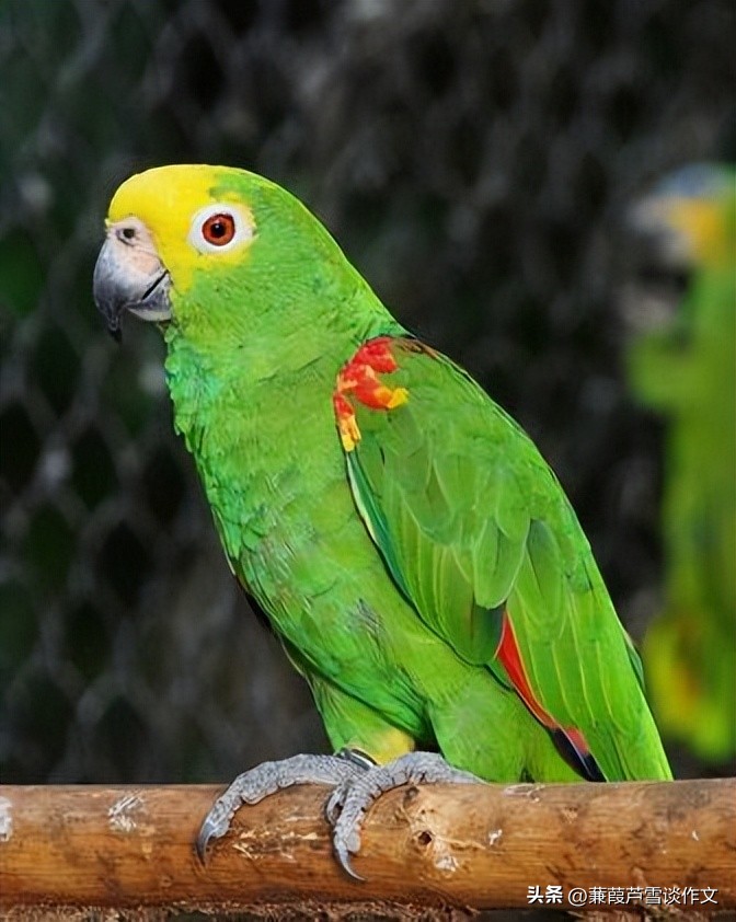 说明文，文艺范，好玩又好看——阿宝老师的“作文经”（二三八）