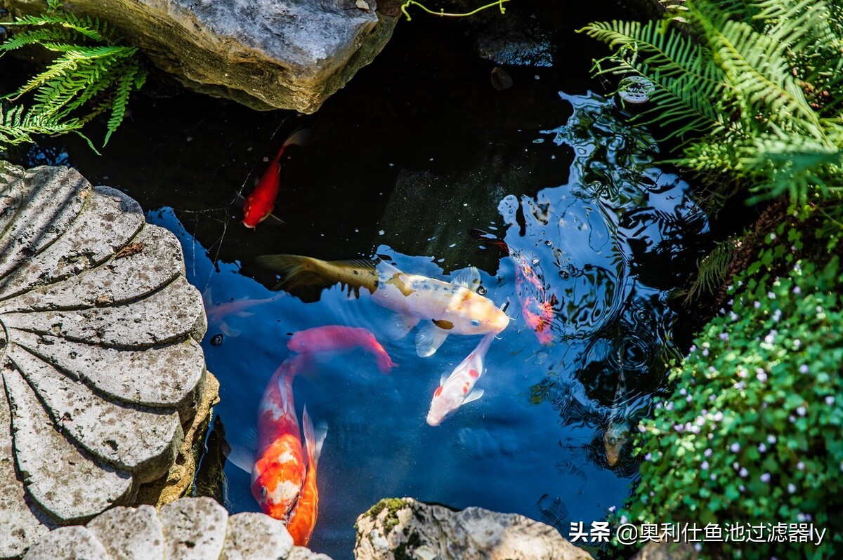 室内锦鲤小鱼池需要杀菌还是换水,锦鲤鱼缸换水后需要用二氧化氯吗