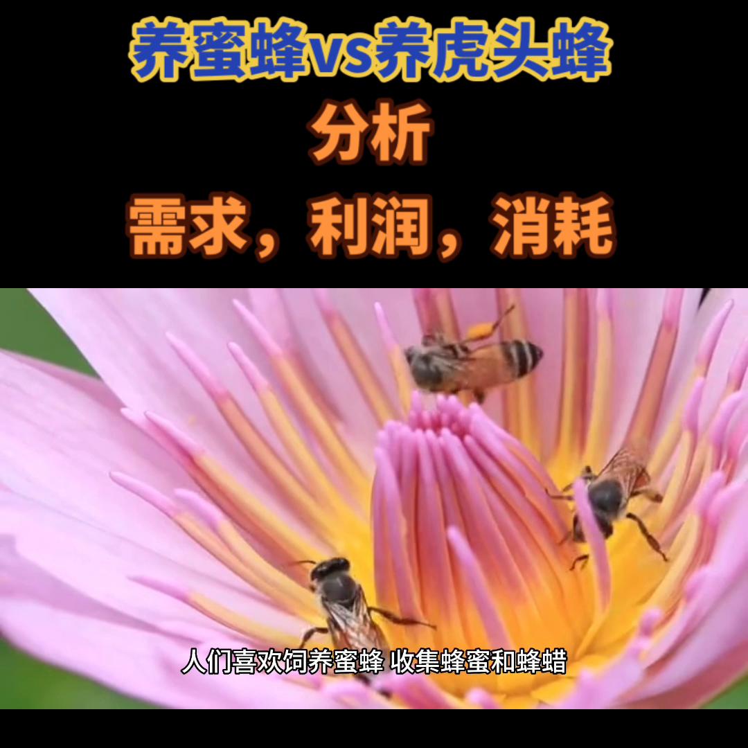 养蜜蜂虎头蜂太多了怎么办,养虎头蜂技术公开全书