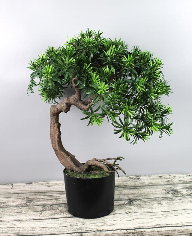 客厅有树十有九福,家中有树十家九富