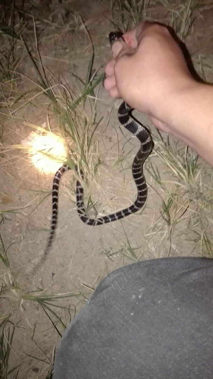 攻略防蛇 (贪吃蛇第三关)