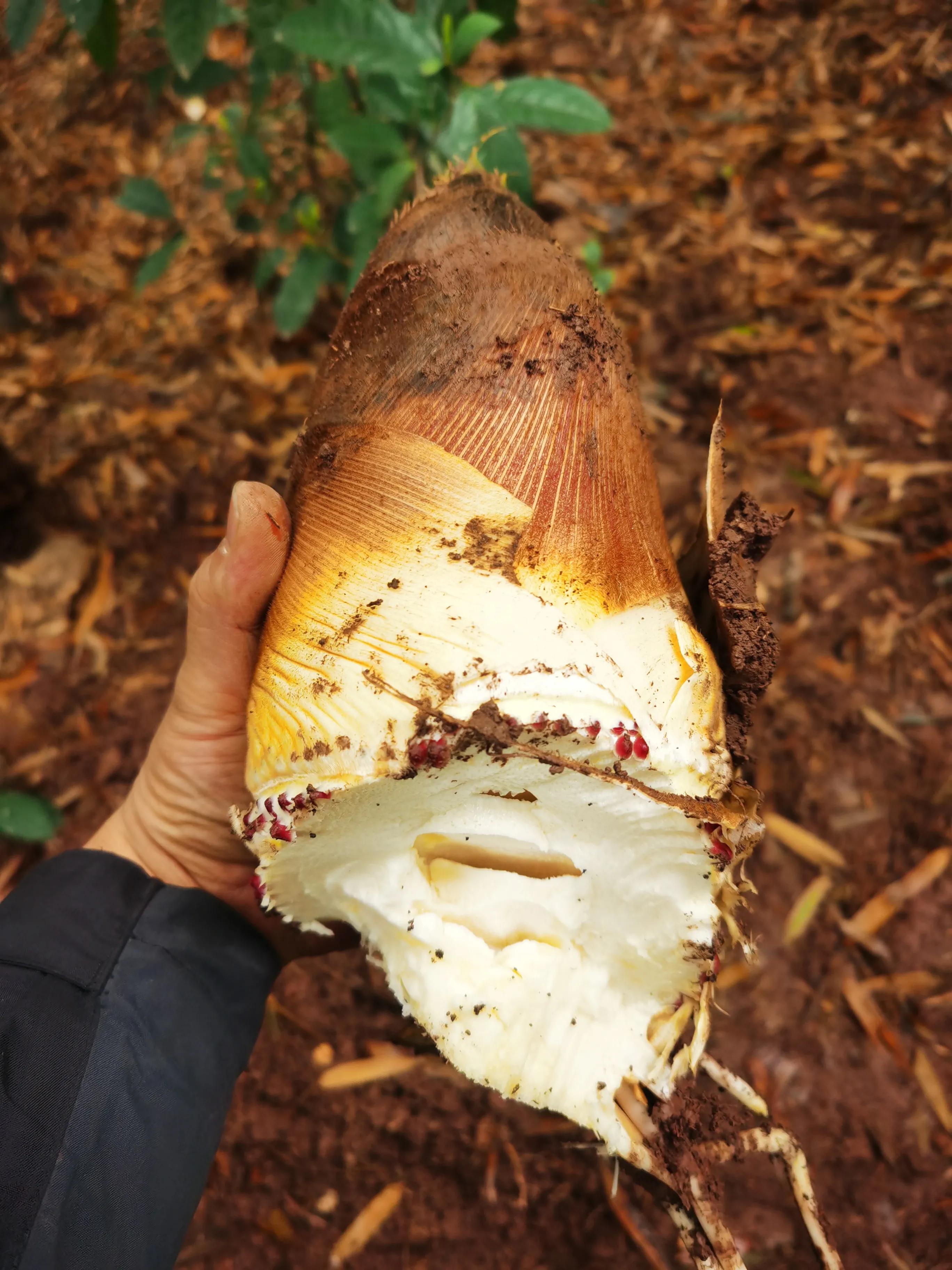 绍兴特产笋丝梅干菜的做法,绍兴特产笋丝梅干菜自产自销