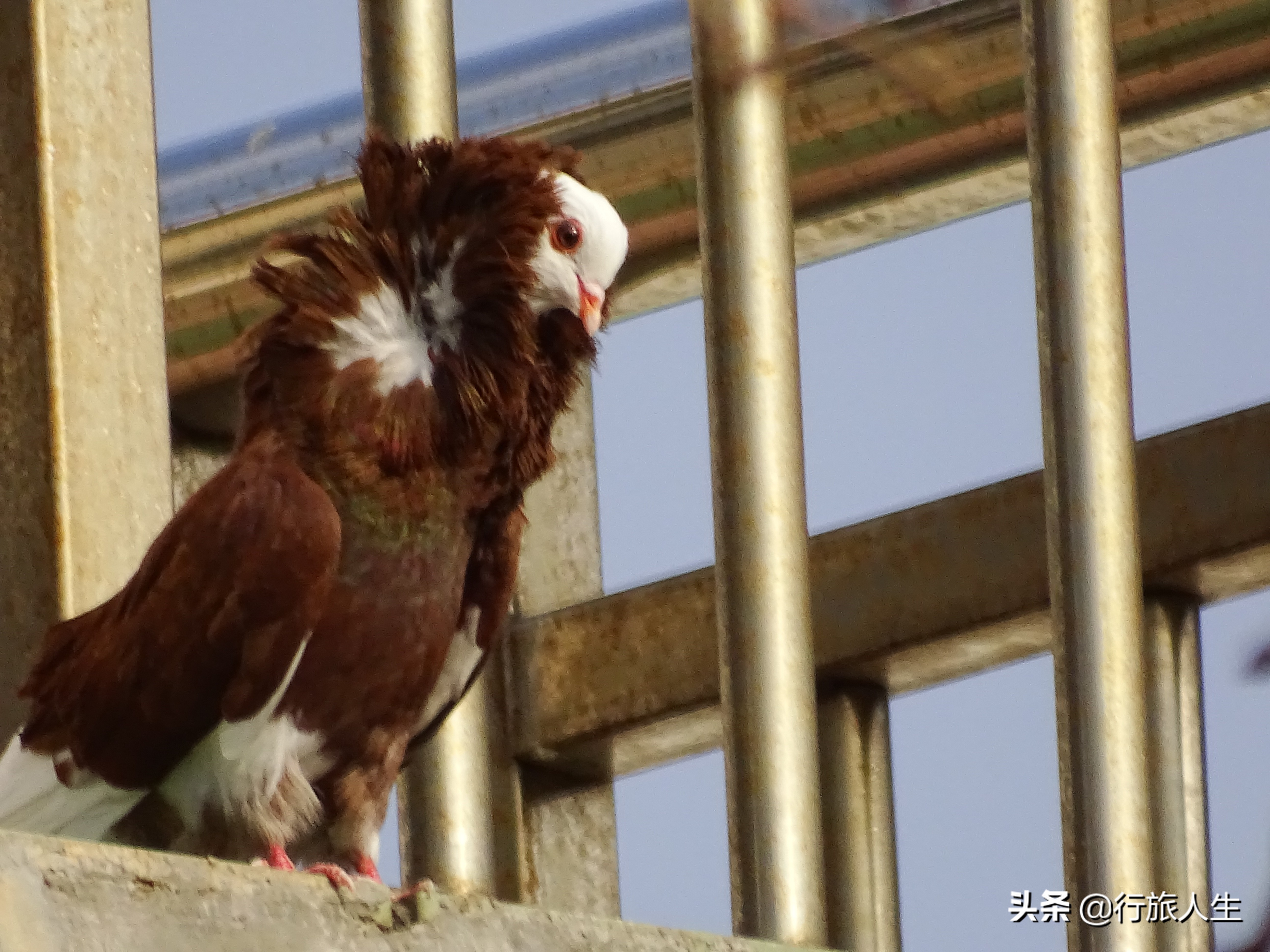 冬日的鸟儿文案,冬日鸟儿在树上图片