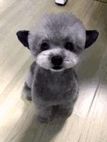 哪种狗最好养又省钱又可爱,什么狗好养还不掉毛还不贵