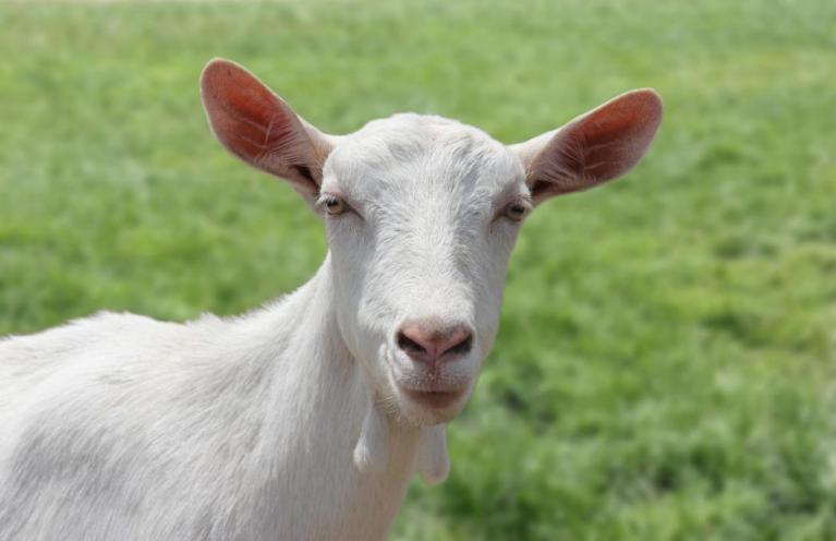 倍恩喜羊奶粉口碑最好的前十名,羊奶粉成人口碑前十名