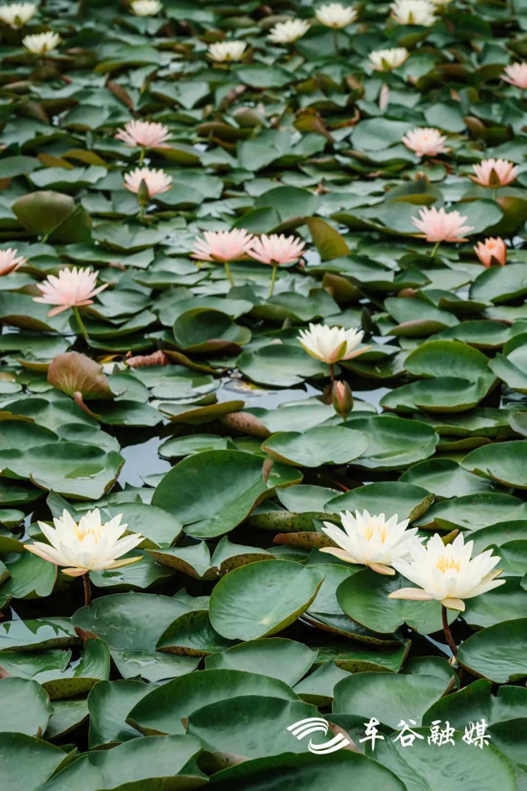 车谷灯光秀,车谷光影秀