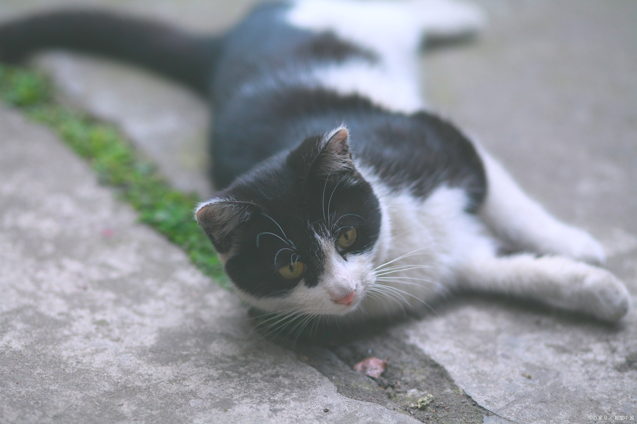 幼猫被主人碰了母猫还认吗,幼猫被人摸老猫就不喂了